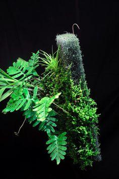 84419203c39ac2c684b56ca1f529b5b1--paludarium-vivarium.jpg