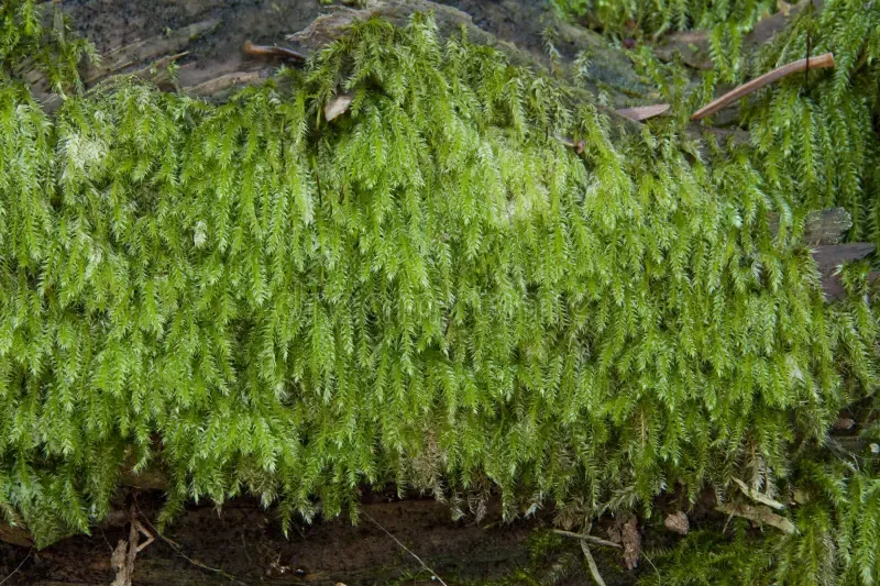 seligers-herzogiella-moss-herzogiella-seligeri-seligers-herzogiella-moss-herzogiella-seligeri-seligers-herzogiella-moss-old-267237868.jpg