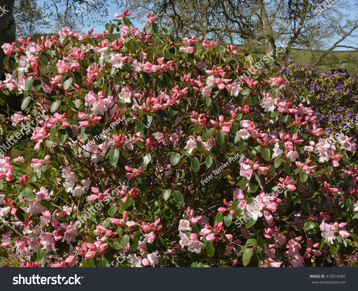 stock-photo-pink-flowering-rhododendron-trichostomum-collingwood-ingram-in-a-country-cottage-garden-in-devon-415810585.jpg