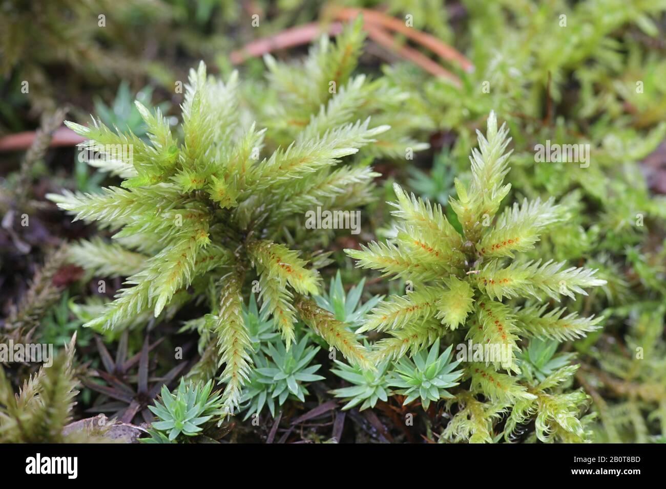 climacium-dendroides-known-as-the-tree-climacium-moss-a-moss-species-within-the-family-hypnaceae-in-the-class-bryopsida-subclass-bryidae-and-order-2B0T8BD.jpg