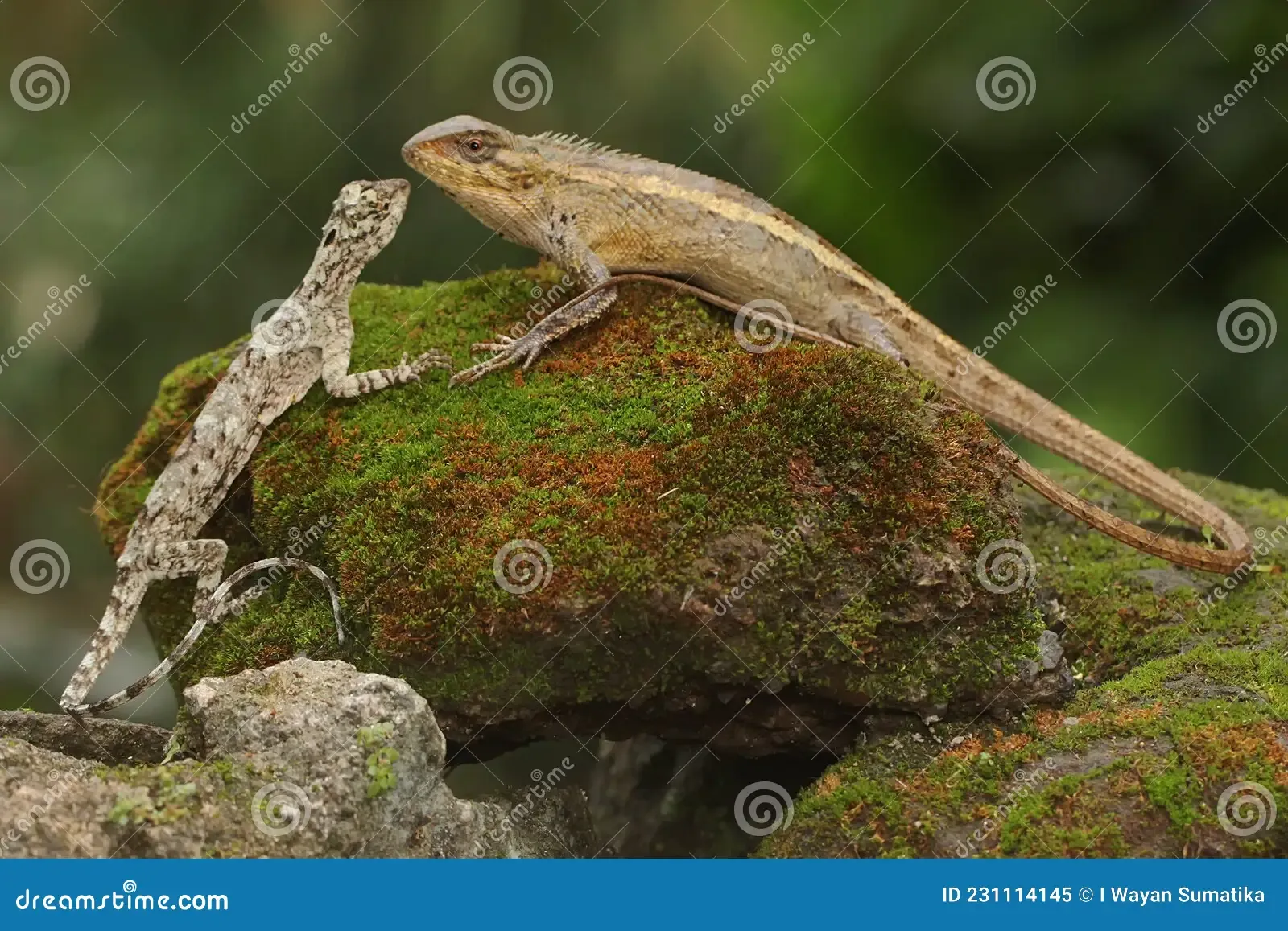 oriental-garden-lizard-sunbathing-draco-volans-moss-covered-rock-oriental-garden-lizard-sunbathing-231114145.jpg