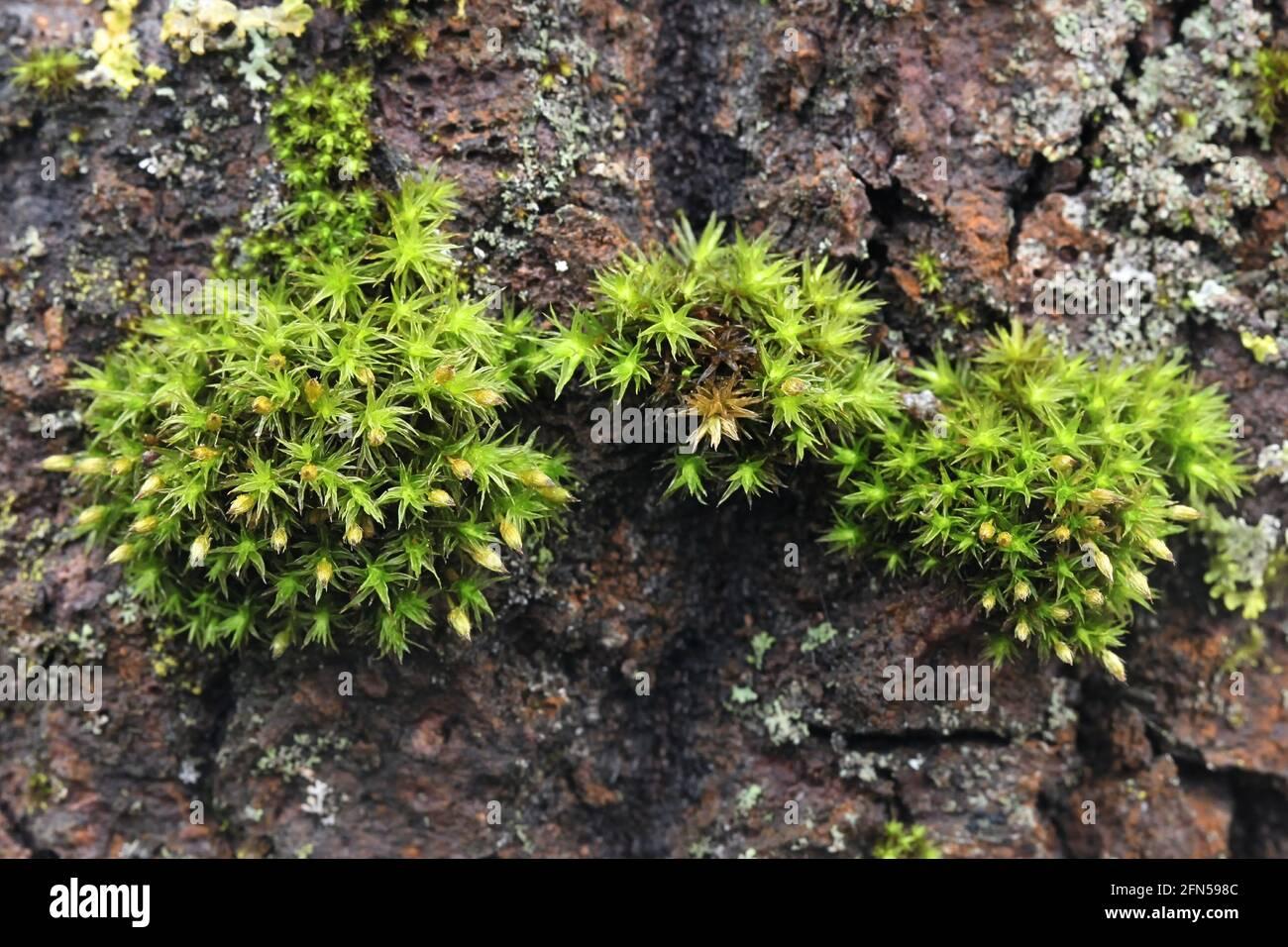 lewinskya-speciosa-also-called-orthotrichum-speciosum-a-bristle-moss-from-finland-with-no-common-english-name-2FN598C.jpg