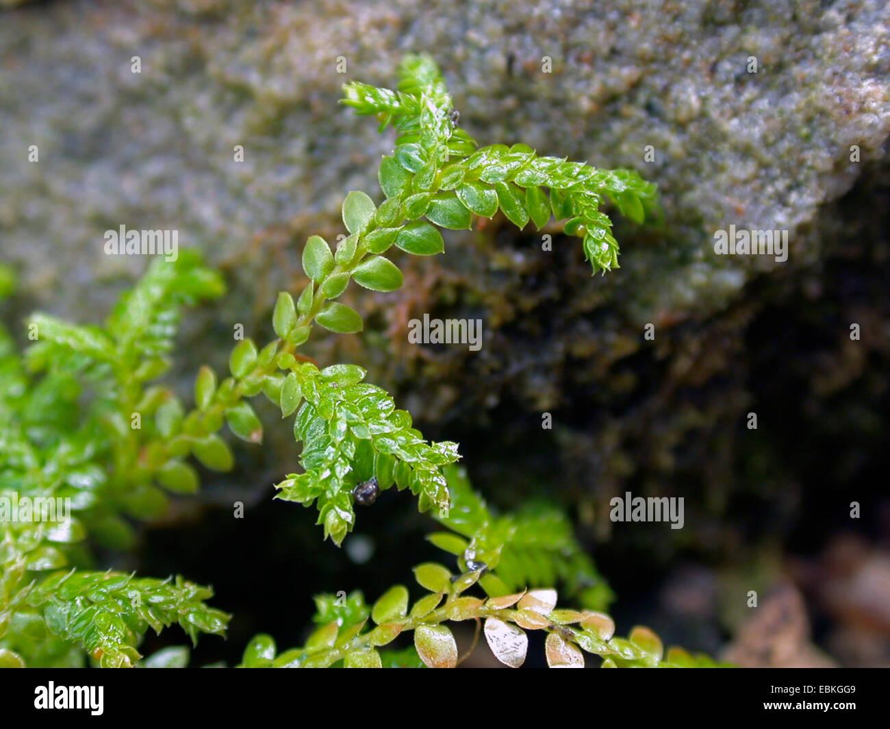 dentado-clubmoss-clubmoss-denticulate-selaginella-spikemoss-denticulate-selaginella-denticulata-ebkgg9.jpg