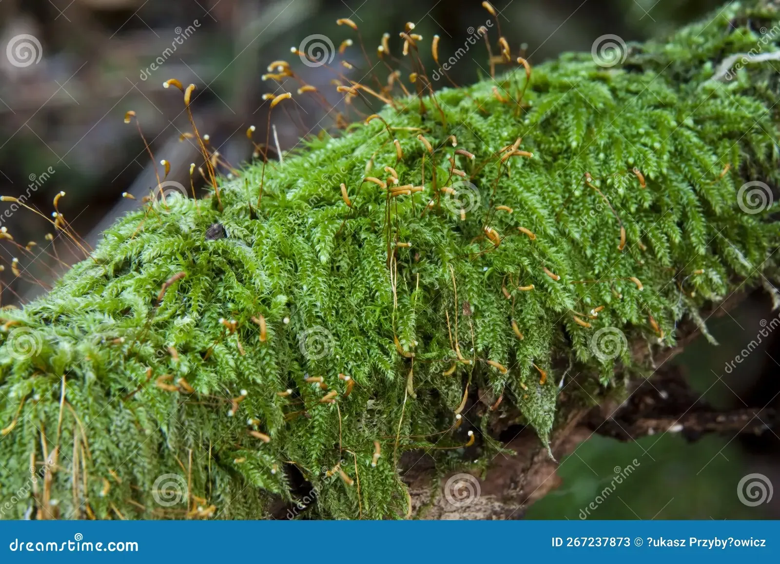 herzogiella-moss-seligeri-segler-moos-auf-dem-alten-toten-kofferraum-eines-gefallenen-baumes-foto-aufgenommen-im-nationalpark-267237873.jpg