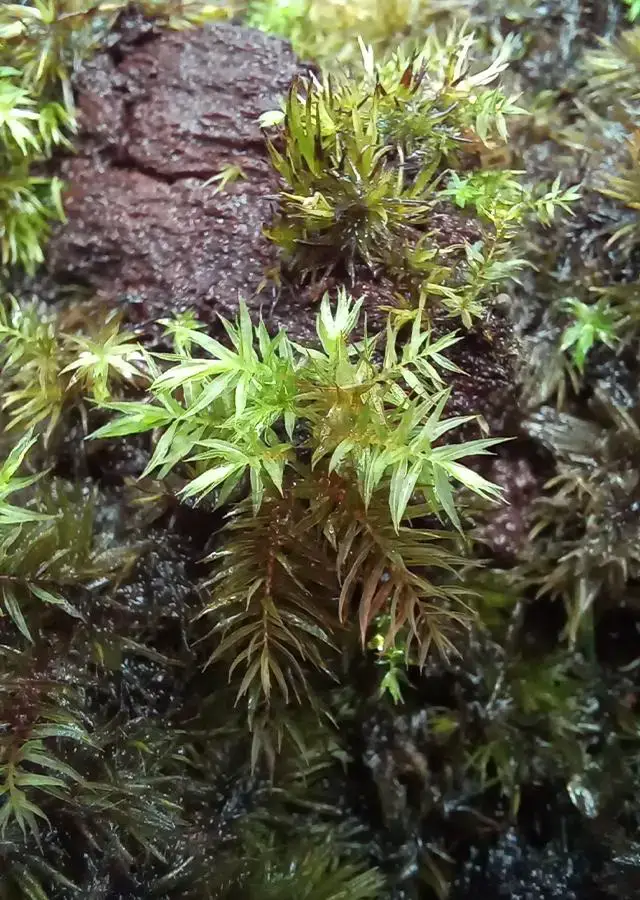 922-3-leucobryum-glaucum.jpg