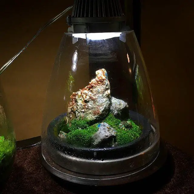 95ea34bae43eb6bfd278360d8ed973d1--moss-terrarium-interiordesign.jpg