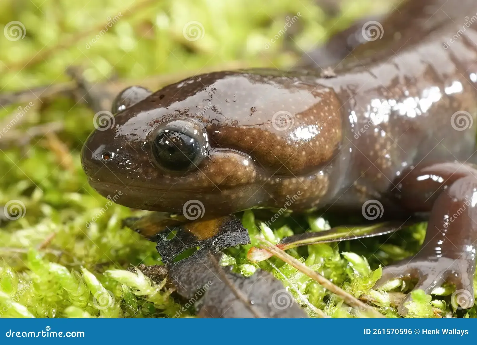 closeup-brown-nortwestern-mole-salamander-ambystoma-gracile-sitting-n-green-moss-detailed-261570596.jpg