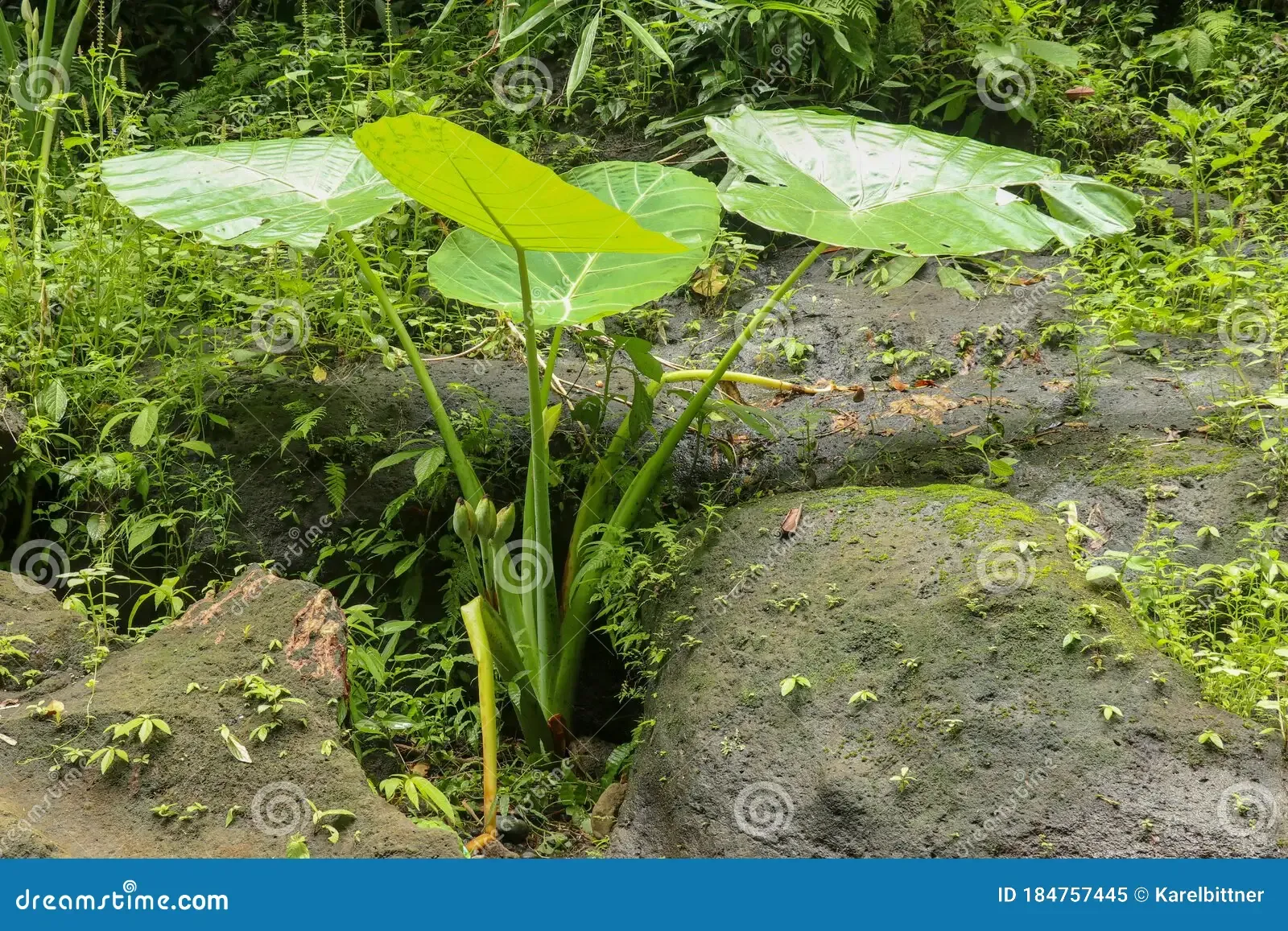 colocasia-gigantea-grows-boulders-overgrown-moss-den-dense-thickets-plants-rainforest-giant-elephant-ear-deep-184757445.jpg