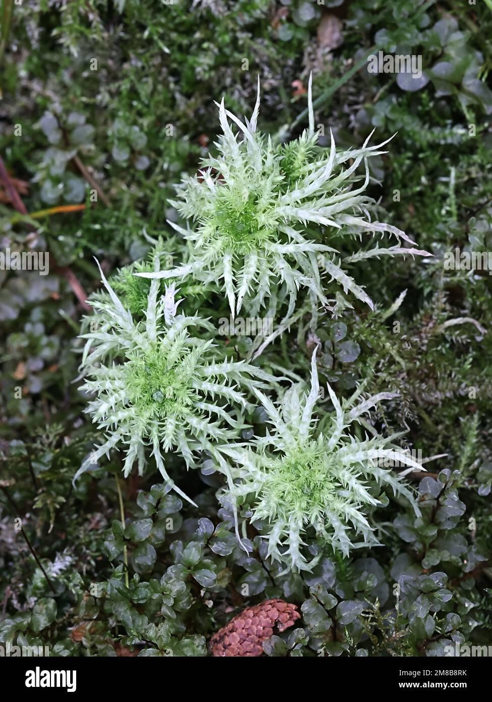 sphagnum-squarrosum-commonly-known-as-the-spiky-bog-moss-or-spreading-leaved-bog-moss-medicinal-moss-from-finland-2M8B8RK.jpg