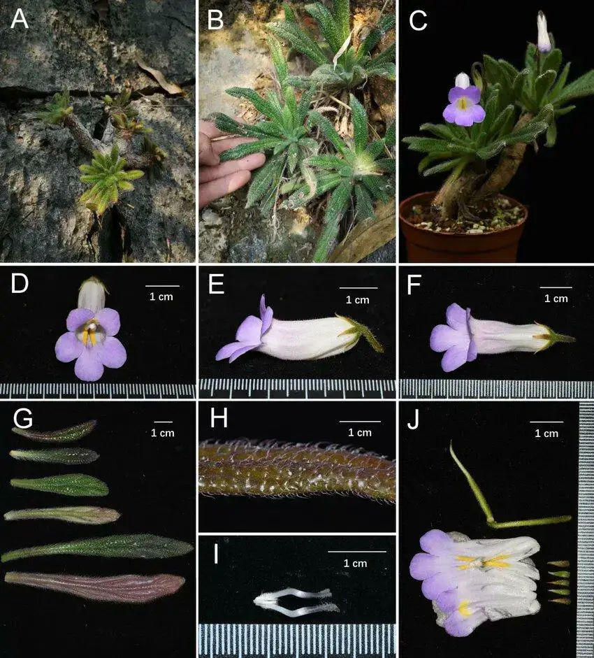 Primulina-papillosa-A-B-habitat-C-habit-D-front-view-of-the-corolla-E-lateral-view-of-the.jpg