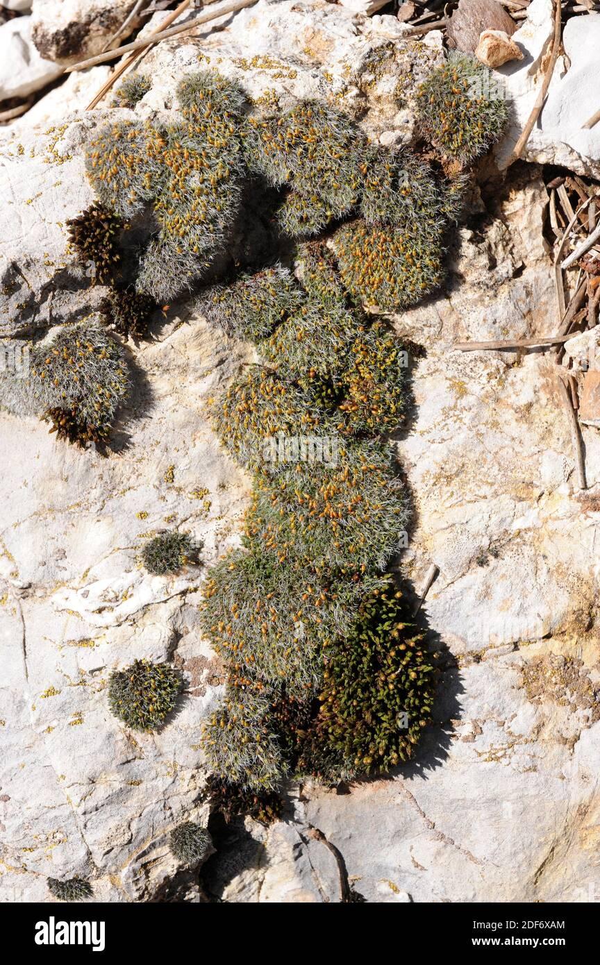 grey-cushioned-grimmia-grimmia-pulvinata-is-a-cushion-moss-present-in-all-temperate-regions-this-photo-was-taken-in-sierra-de-cazorla-natural-2DF6XAM.jpg