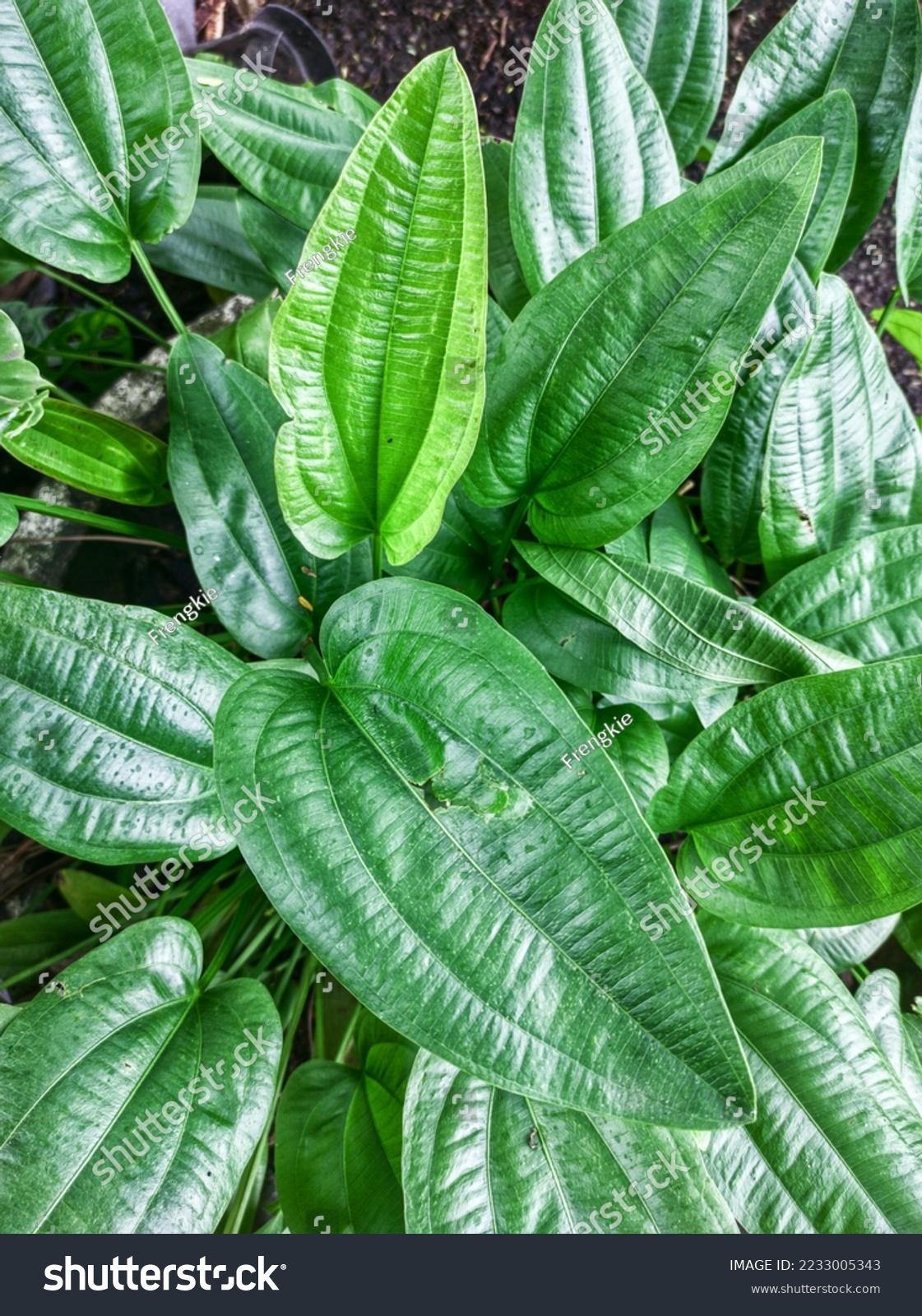 stock-photo-echinodorus-palaefolius-var-latifolius-or-in-indonesia-it-is-called-water-jasmine-with-three-2233005343.jpg