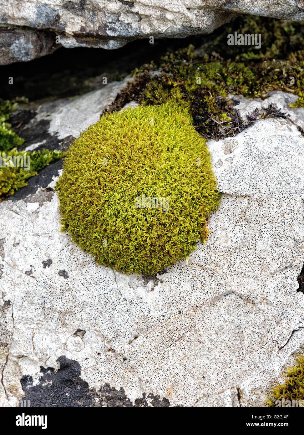 tortella-tortuosa-moss-tipicamente-creciendo-como-un-macizo-compacto-sobre-rocas-calizas-derbyshire-peak-district-g2gjxf.jpg