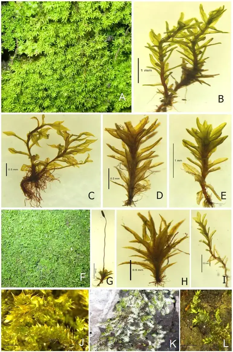 A-B-Barbula-indica-C-Entosthodon-wichurae-D-Gymnostomum-calcareum-E-Hyophila.png