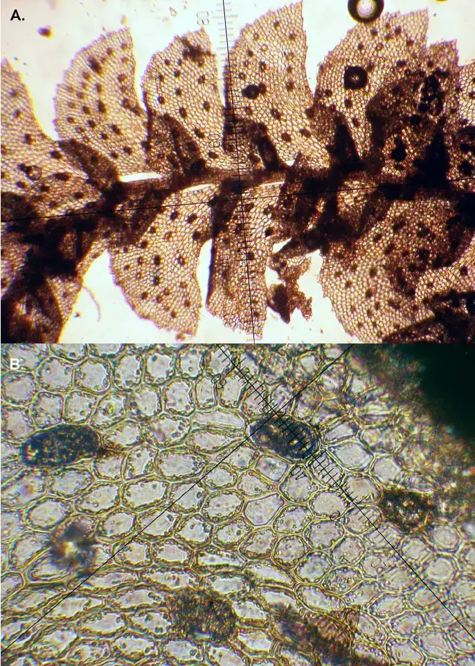 A-B-Drepanolejeunea-tricornua-S-T-Pocs-03280-BT-A-ventral-view-B-median.png