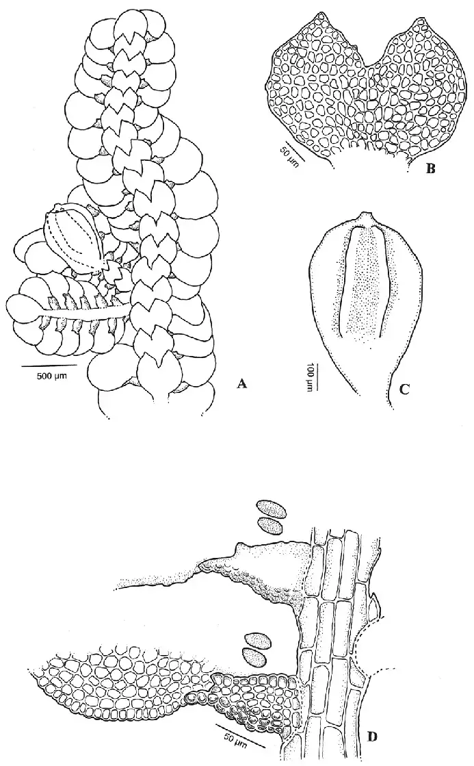 A-C-Pycnolejeunea-papillosa-X-L-He-A-habit-B-underleaf-C-perianth-D-leaf.png