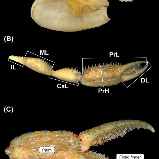 A-Carapace-of-Macrobrachium-olfersii-Wiegmann-1836-Dimension-of-carapace-length_Q640.jpg