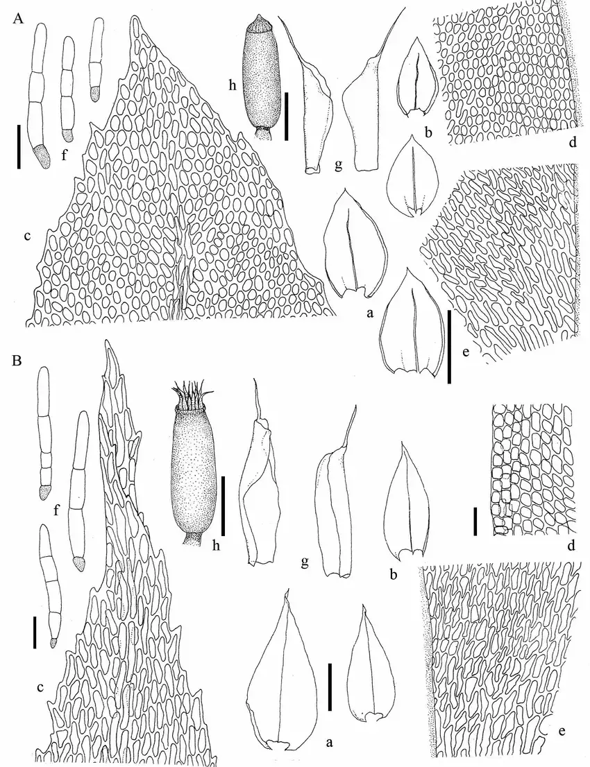 A-Cryphaea-furcinervis-G-Suarez-M-Schiavone-49-a-Hojas-del-tallo-b-Hojas-de-la.png