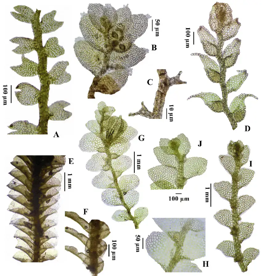 A-Cylindrocolea-rhizantha-gametophyte-B-C-Cololejeunea-minutuloba-B-Gametophyte-C.png