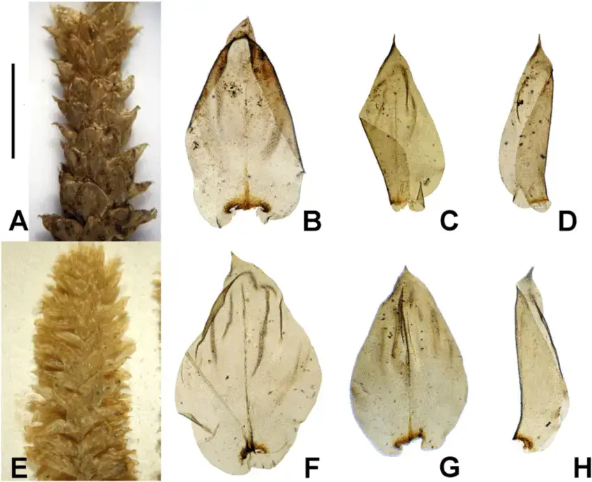 A-D-Calyptothecium-wightii-Mitt-M-Fleisch-A-and-E-secondary-stem-B-and-F-stem.png