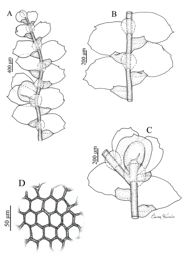 A-D-Dicranolejeunea-axilaris-Nees-Mont-Schiffn-A-Ventral-view-of-the-gametophyte.png