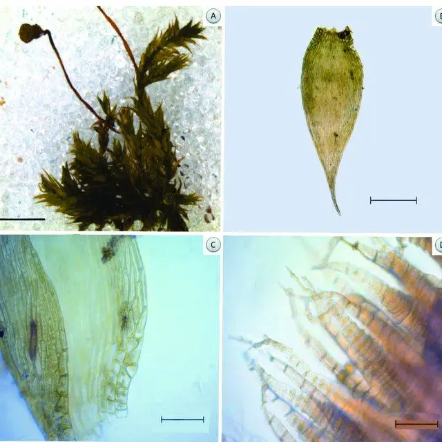 A-D-Isopterygium-byssobolax-Muell-Hal-Paris-A-Habito-de-crescimento-B-Filidio-C_Q640.jpg