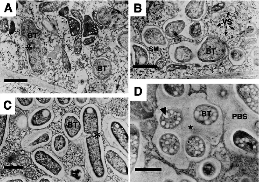 A-D-Morphological-differentiation-of-symbiosomes-during-the-Rhizobium-etli-Phaseolus.png