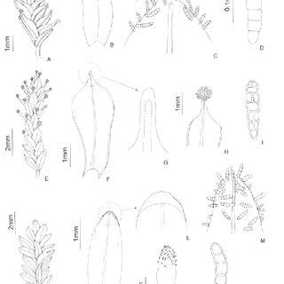 A-D-Streptopogon-brasiliensis-A-Habit-B-Leaf-C-Detail-of-leaf-apex-with-marginal_Q320.jpg