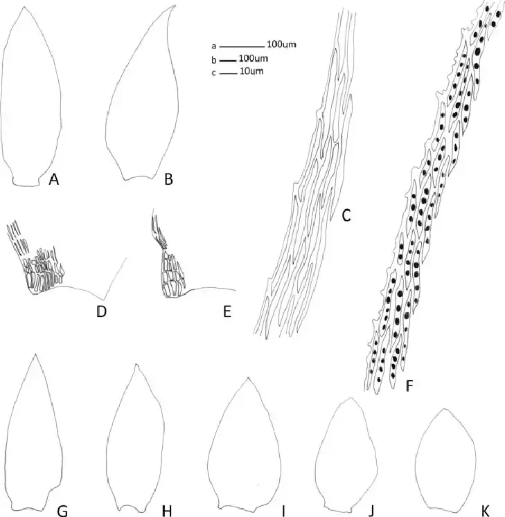 A-D-Taxithelium-homalophyllum-A-B-Variation-in-leaf-shape-C-Leaf-margin-cells-D.png