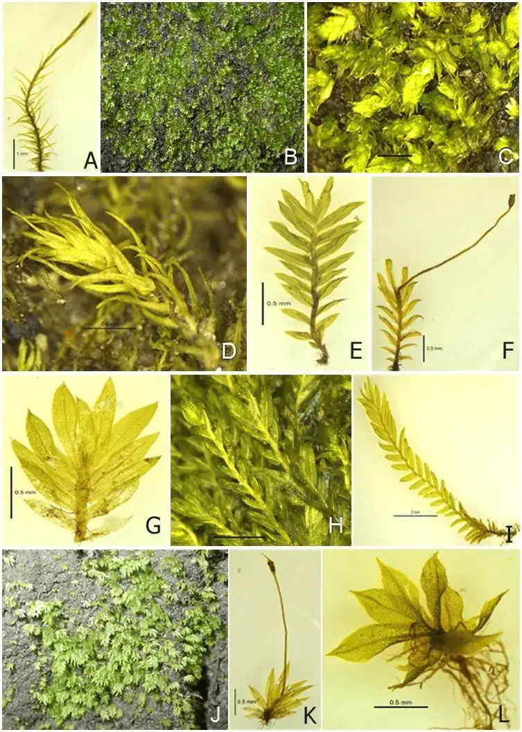 A-Dicranella-macrospora-B-C-Erpodium-mangiferae-D-Ceratodon-purpureus-E-Fissidens.png