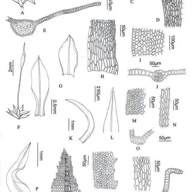 A-E-Hyophila-involuta-A-Habit-B-Leaves-C-Leaf-apex-D-Marginal-cells-E-Leaf_Q640.jpg