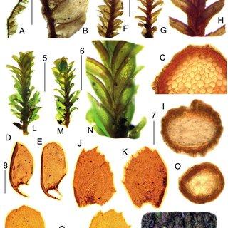 A-E-Plagiochila-caulimammillosa-from-Long-24304-JE-A-Dorsal-view-perianthous_Q320.jpg