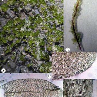 A-E-Splachnobryum-aquaticum-A-Habit-B-Magnified-view-of-single-plant-C-Magnified_Q320.jpg