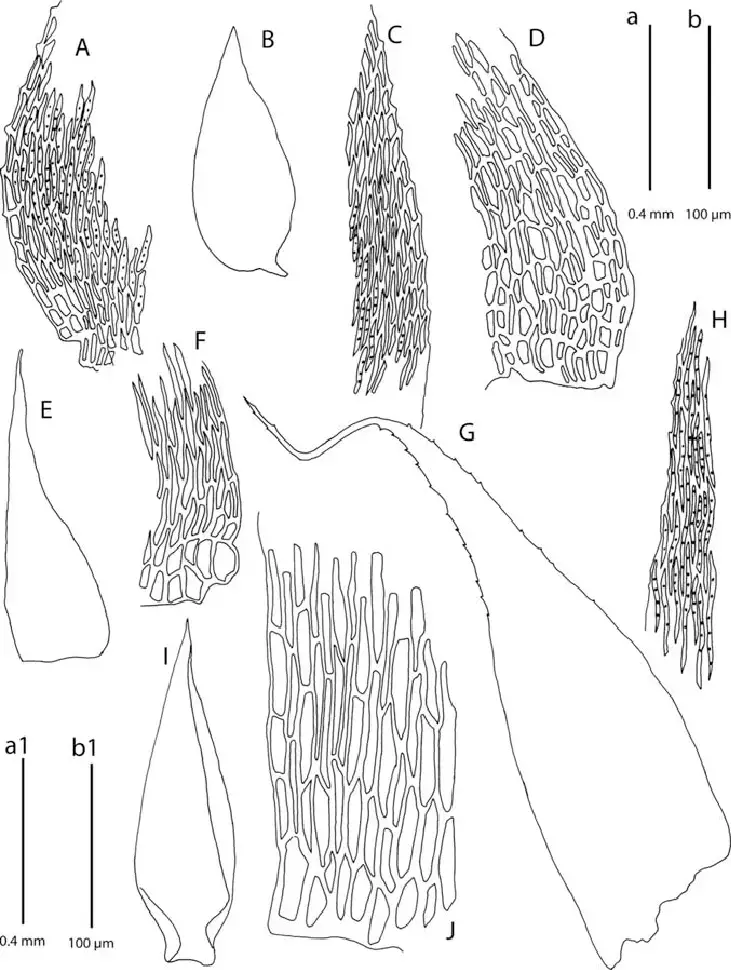 A-E-Taxithelium-kaernbachii-A-Alar-cells-B-Branch-leaf-C-Leaf-margin-cells-D.png