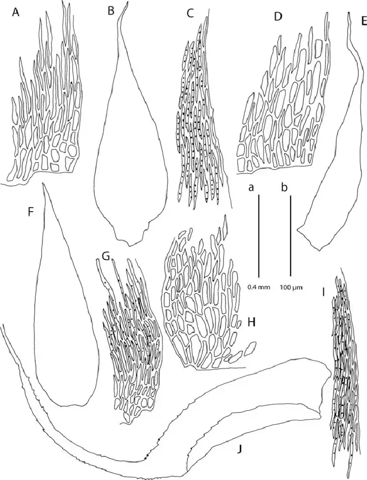 A-E-Taxithelium-vernieri-A-Alar-cells-B-Branch-leaf-C-Leaf-margin-cells-D.png