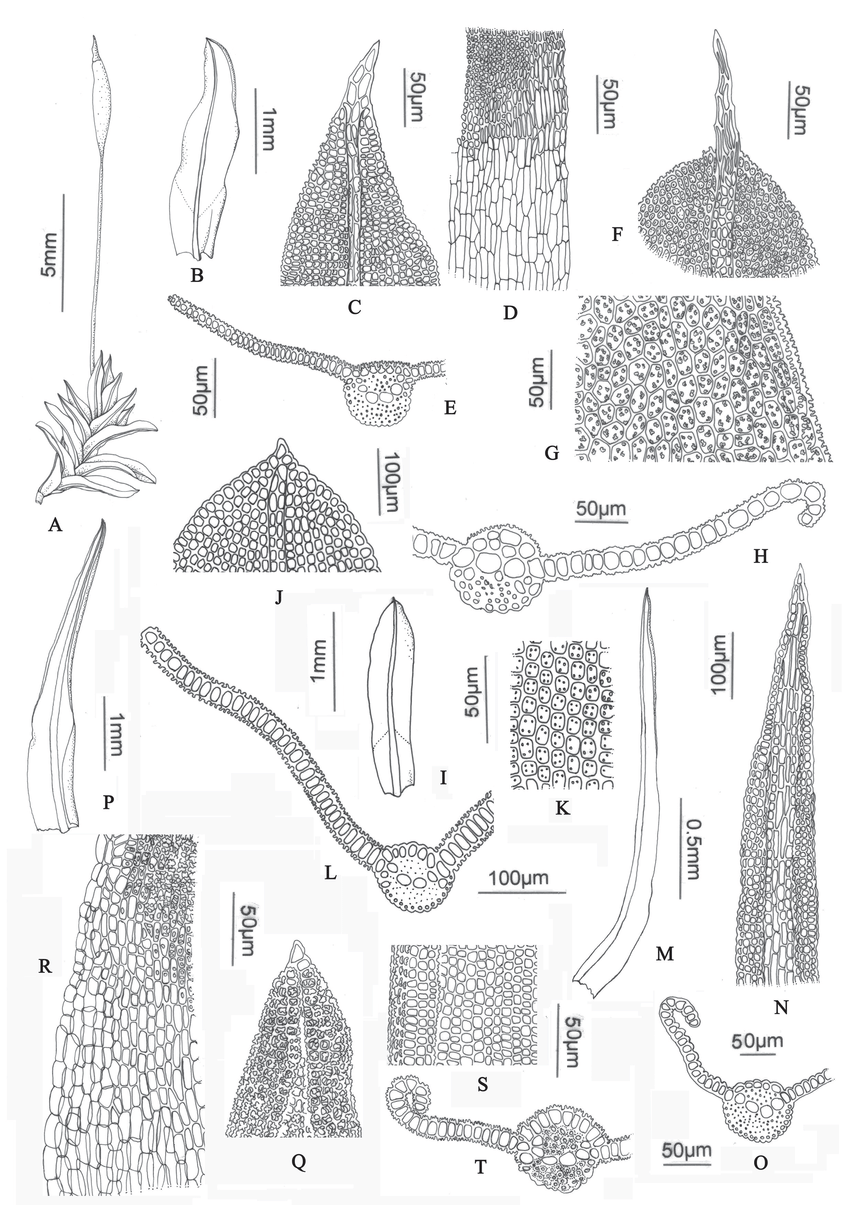 A-E-Tortella-humilis-A-Habit-B-Leaf-C-Leaf-apex-D-Basal-cells-E-Leaf-section.png