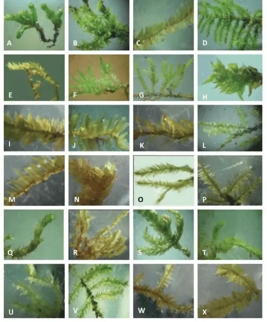 A-Erpodium-mangiferae-B-Macromitrium-moorcroftii-C-Hookeria-acutifolia-D.png