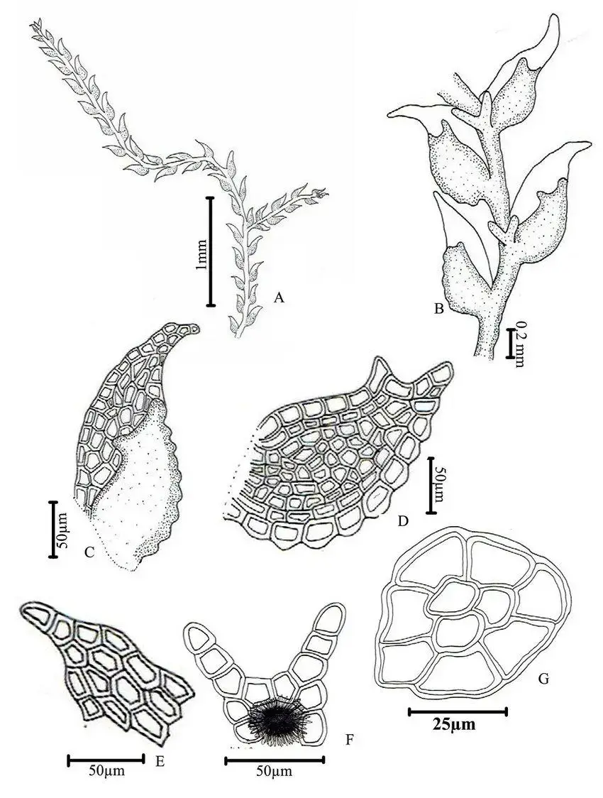 A-G-Drepanolejeunea-angustifolia-Mitt-Grolle-A-portion-of-plant-B-a-portion-of.jpg