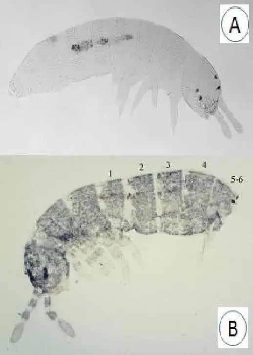 A-General-view-of-Folsomides-parvulus-magnification-4x-B-General-view-of-Hemisotoma.png