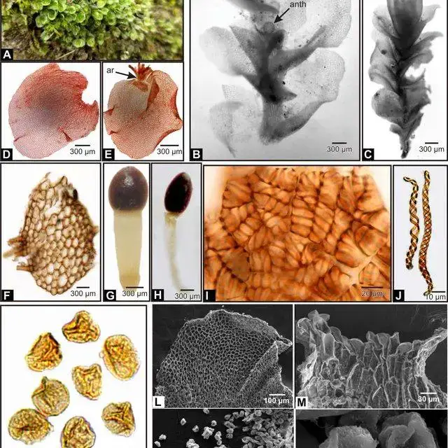 A-K-LM-and-L-O-SEM-of-Jungermannia-gollani-Steph-A-Plants-on-rock-B-A-portion-of_Q640.jpg