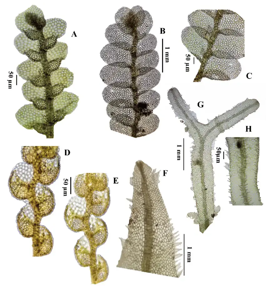 A-Lejeunea-laeta-gametophyte-B-C-L-monimiae-B-Gametophyte-C-Detail-of-lobule.png