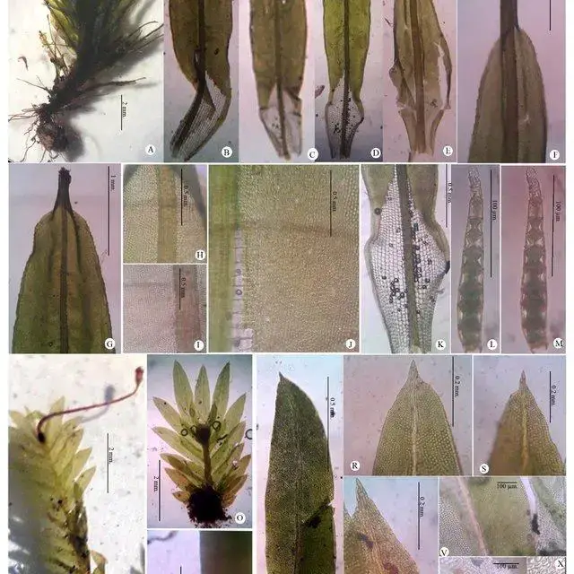 A-M-Calymperes-tahitense-Sull-Mitt-A-Single-plant-B-C-D-Old-non-gemmiferous_Q640.jpg