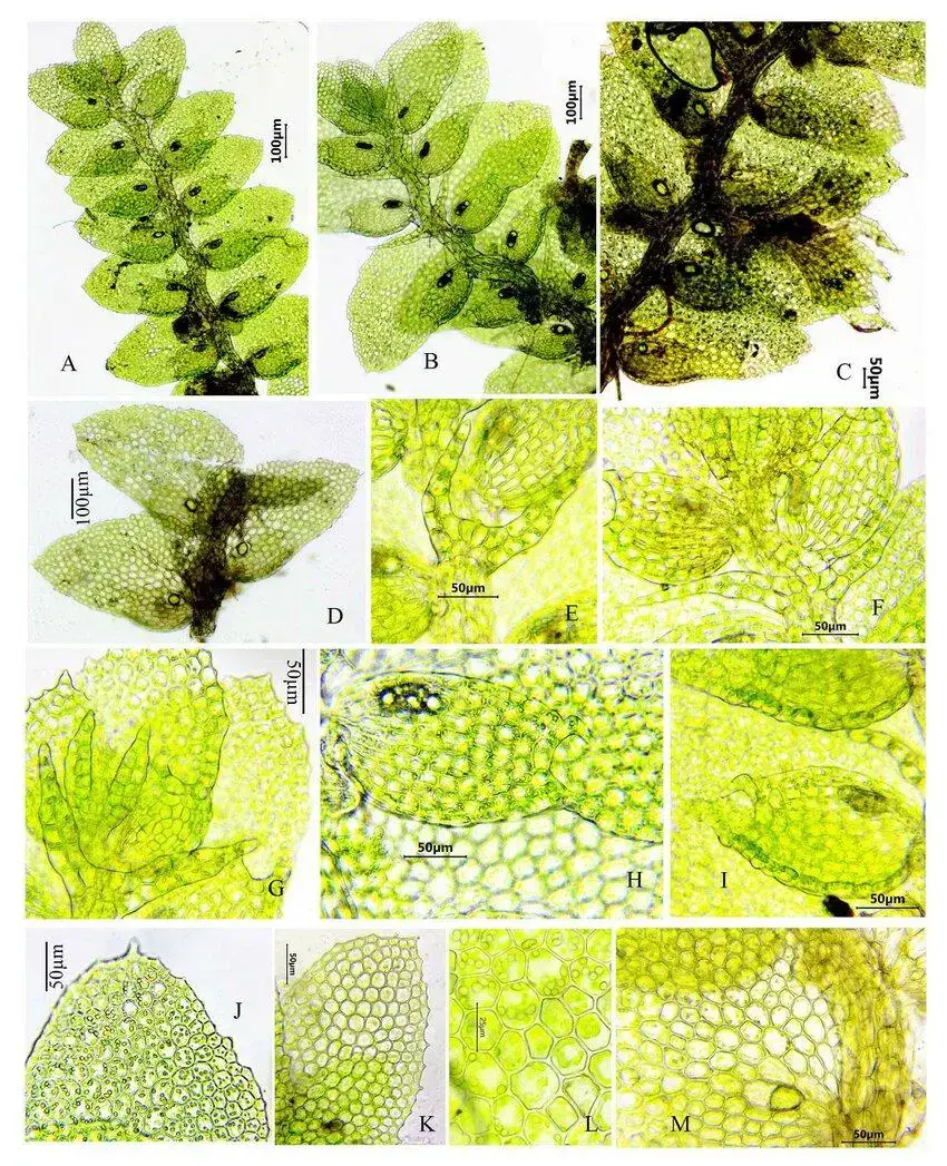 A-M-Drepanolejeunea-fleischeri-Steph-Grolle-R-L-Zhu-A-B-a-portion-of-plant.jpg