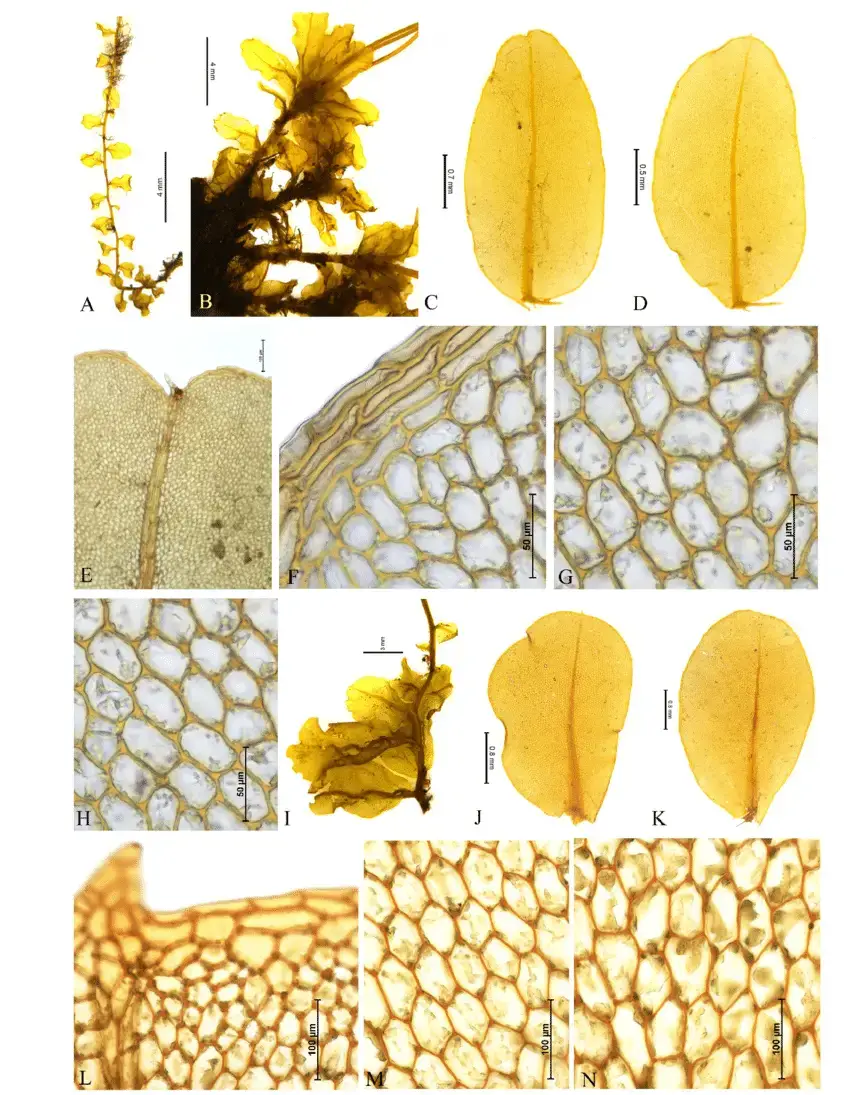 A-N-Plagiomnium-rhynchophorum-Hook-T-J-Kop-LWG-223977B-A-H-A-B-Plant.png