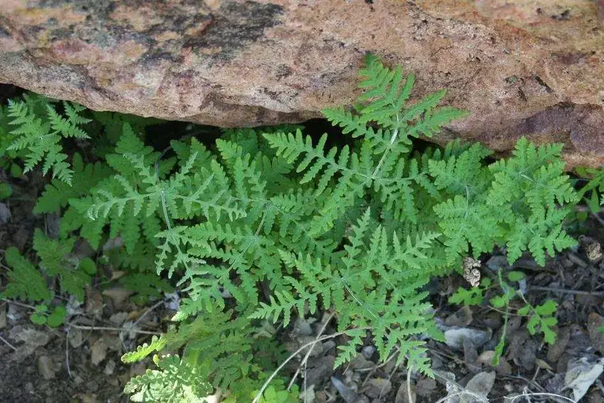 A-Pentagramma-triangularis-var-maxonii-Estes-Canyon-Ajo-Mountains-28-Feb-2005-photo.png