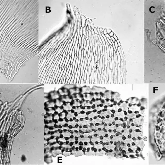 A-Poorly-developed-alar-cells-in-T-planissimum-400-B-Poorly-developed-alar-cells_Q640.jpg