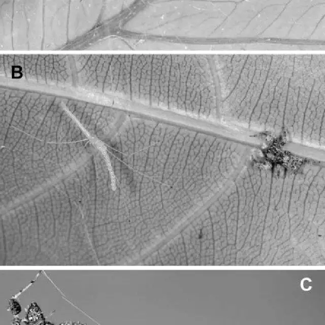 A-Portia-labiata-right-approaching-egg-carrying-Scytodes-pallida-left-B-P-labiata_Q640.jpg