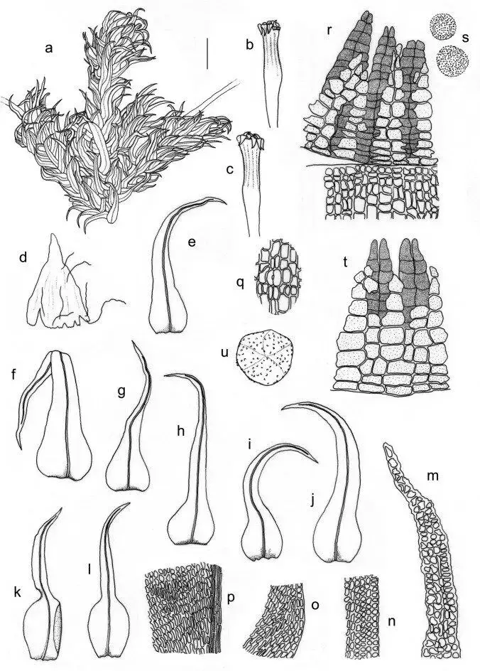 A-S-Ulota-magellanica-Mont-AJaeger-T-U-U-billbuckii-Garilleti-Mazimpaka-F.png