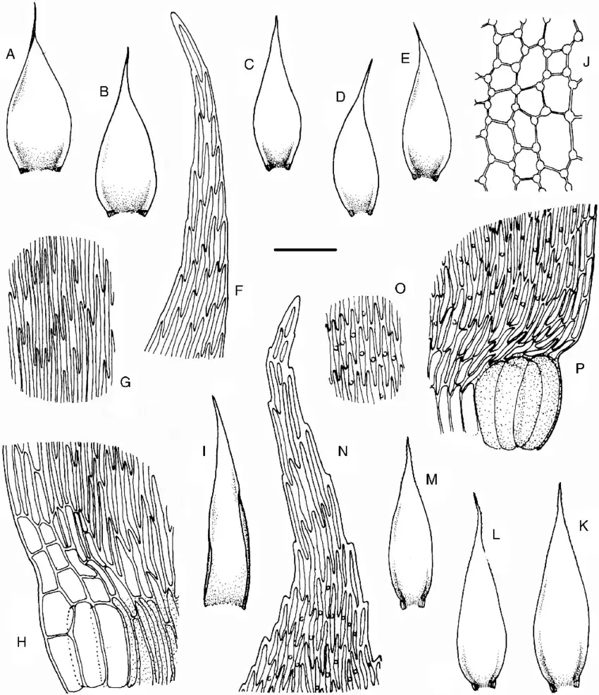 AJ-Wijkia-albescens-Ther-Pde-la-Varde-Crum-KP-W-jacobsonii-Dixon-Crum.png