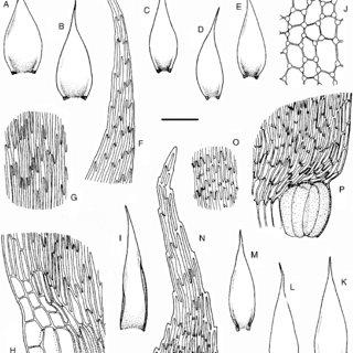 AJ-Wijkia-albescens-Ther-Pde-la-Varde-Crum-KP-W-jacobsonii-Dixon-Crum_Q320.jpg